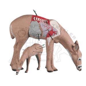 Rinehart Ziele 3D Anatomy Deer